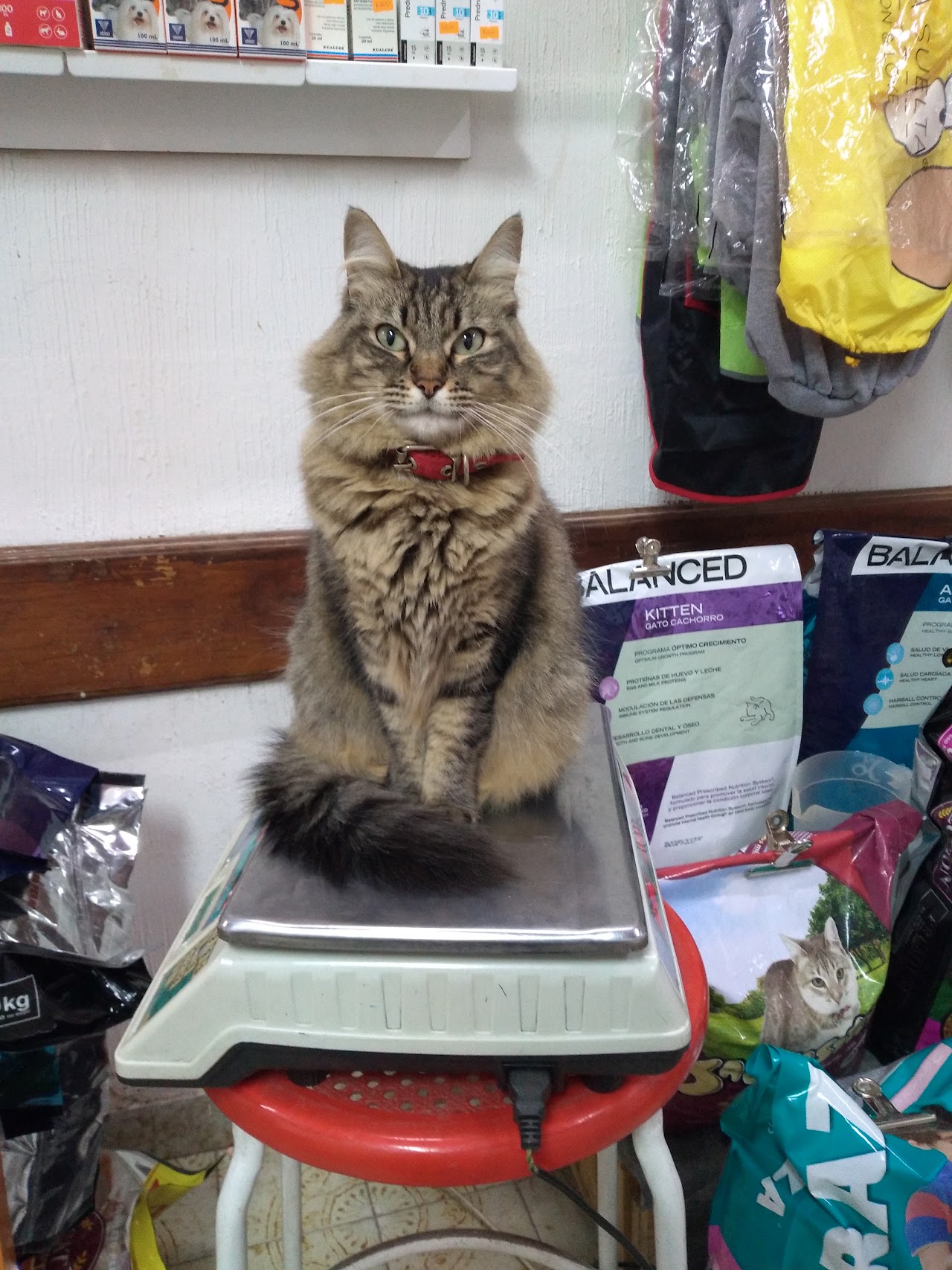 Gato en consulta en Veterinaria Yahuaré